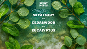 Rainforest Rapids - Modern Daily Clean